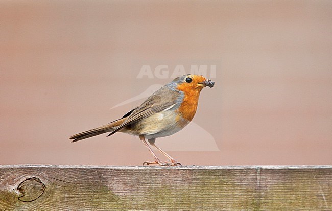 Roodborst met voedsel in zijn bek; European Robin (Erithacus rubecula) with food in its beak stock-image by Agami/Marc Guyt,