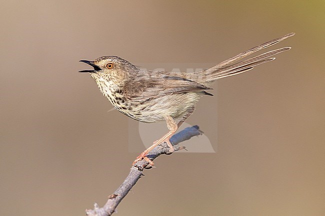 Karoo Prinia (Prinia maculosa), adult singing from a dead branch, Western Cape, South Africa stock-image by Agami/Saverio Gatto,