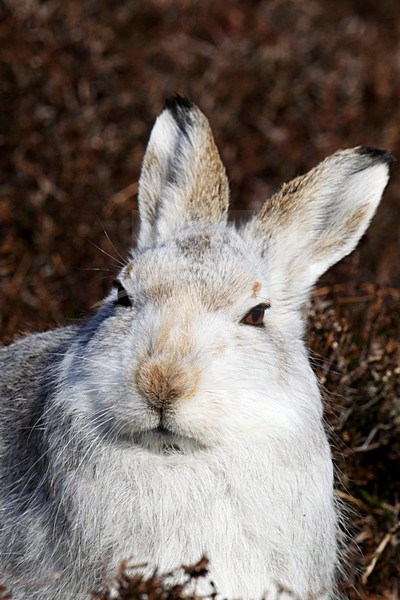 Sneeuwhaas, Mountain Hare, Lepus timidus stock-image by Agami/Hugh Harrop,