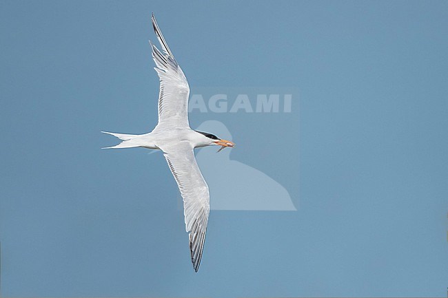 Adult American Royal Tern (Thalasseus maximus) in breeding plumage flying along the coast of Galveston County, Texas, USA. stock-image by Agami/Brian E Small,