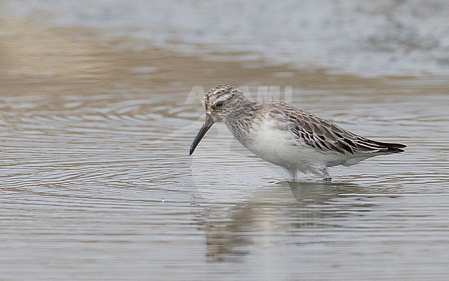 Broad-billed Sandpiper (Limicola falcinellus sibirica) wading in salt pans of Khok Kham in Thailand. stock-image by Agami/Brian Sullivan,