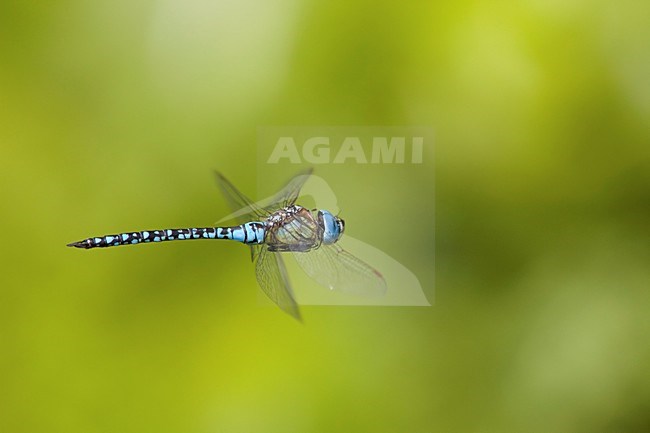 Vliegende imago Zuidelijke glazenmaker; Flying adult Southern Migrant Hawker; Flying adult Blue-eyed Hawker stock-image by Agami/Fazal Sardar,