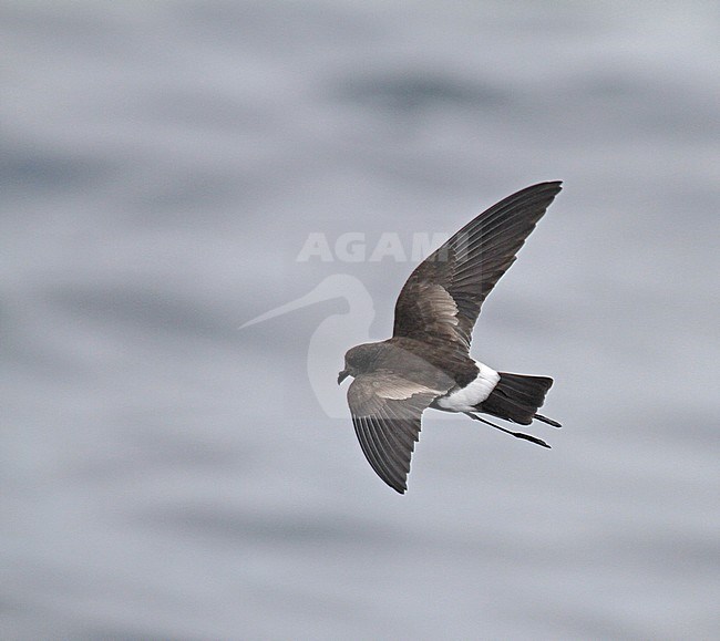 Elliot's Storm Petrel (Oceanites gracilis) in flight over the pacific ocean near Lima, Peru. Poorly known; only one nest has ever been found. stock-image by Agami/Pete Morris,