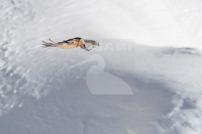 Adult  Bearded Vulture (Gypaetus barbatus) flying over snow covered moutain landscape in the swiss alps. stock-image by Agami/Marcel Burkhardt,