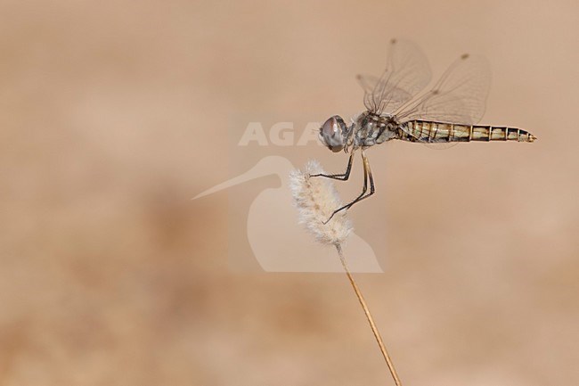 Imago Windvaantje; Adult Black Pennant; stock-image by Agami/Fazal Sardar,