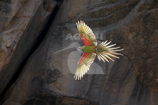 Beautiful, critically endangered and endemic Red-fronted Macaw (Ara rubrogenys) in flight, in backlight, Bolivia stock-image by Agami/Tomas Grim,