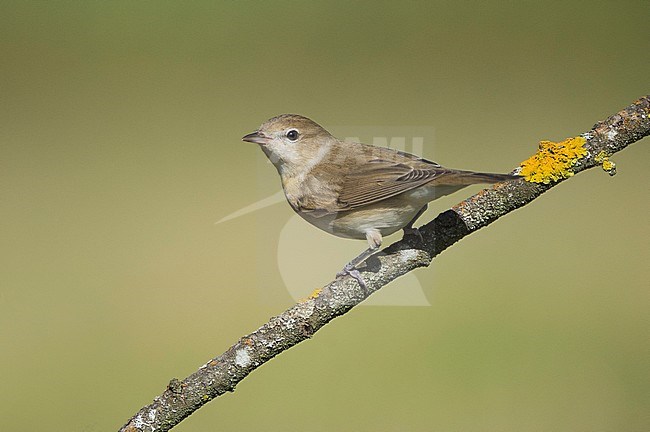  stock-image by Agami/Alain Ghignone,