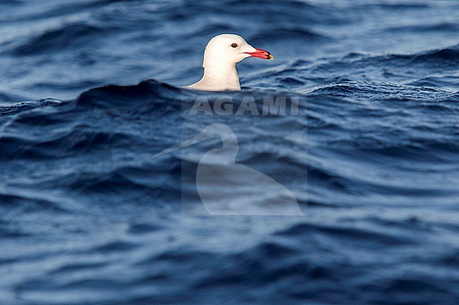 Audouin's Gull; Audouins Meeuw, Ichthyaetus audouinii stock-image by Agami/Oscar Díez,