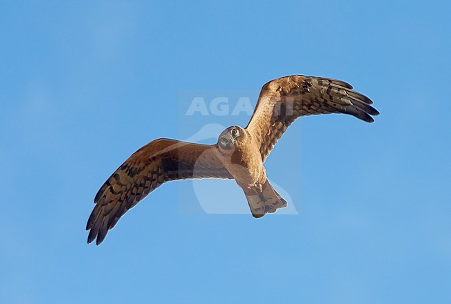 Pallid Harrier Young male Finland
Arosuohaukka Helsinki Viikki
Circus macrourus stock-image by Agami/Tomi Muukkonen,