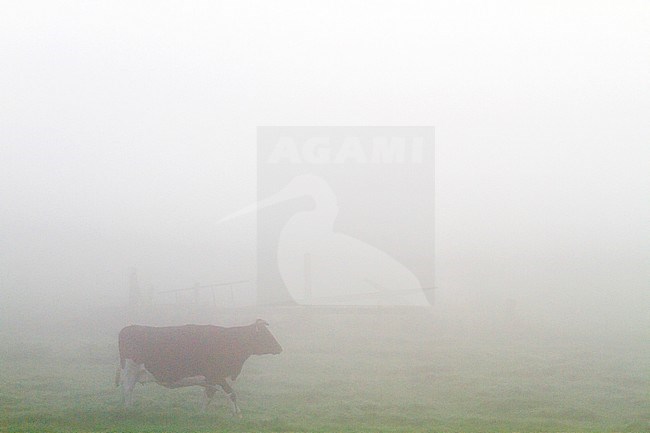 Koe lopend in mistig weiland tijdens zonsopkomst; Domestic Cow walking in meadow during sunrise stock-image by Agami/Menno van Duijn,