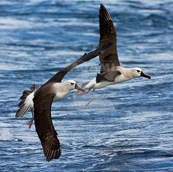 Atlantische Geelsnavelalbatros vliegend;  Atlantic Yellow-nosed Albatross flying stock-image by Agami/Marc Guyt,