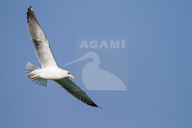 Heuglin's Gull - Tundramöwe - Larus heuglini, Oman, adult stock-image by Agami/Ralph Martin,