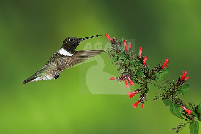 Adult male Black-chinned Hummingbird (Archilochus alexandri) in flight against a green natural background in Brewster County, Texas, USA. Hovering in front of small red flowers. stock-image by Agami/Brian E Small,