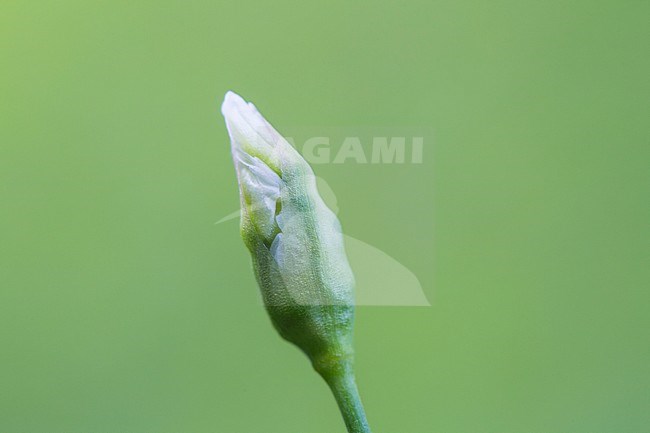 Lebanon Onion flower buds stock-image by Agami/Wil Leurs,