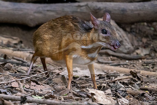 Mouse deer, Tragulus kanchil stock-image by Agami/Hans Germeraad,