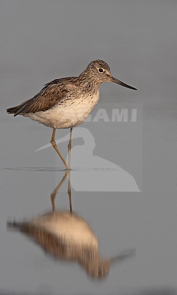 Common Greenshank  standing in water, Groenpootruiter staand in water stock-image by Agami/Jari Peltomäki,