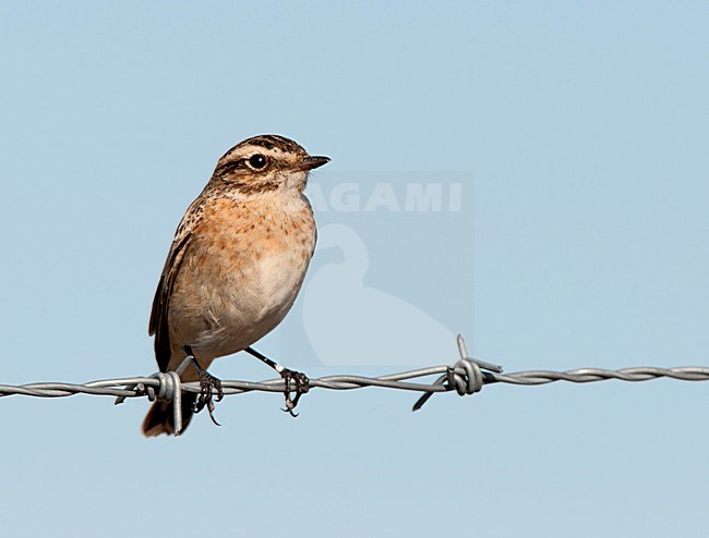 Paapje zittend; Whinchat perched stock-image by Agami/Roy de Haas,