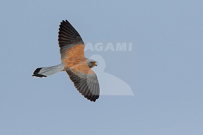 Adult male Lesser Kestrel (Falco naumanni) in southern Negev desert of Israel during spring migration. stock-image by Agami/Dubi Shapiro,