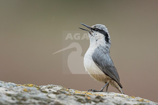 Eastern Rock Nuthatch - Klippenkleiber - Sitta tephronota ssp. tephronota, Kyrgyzstan, adult stock-image by Agami/Ralph Martin,