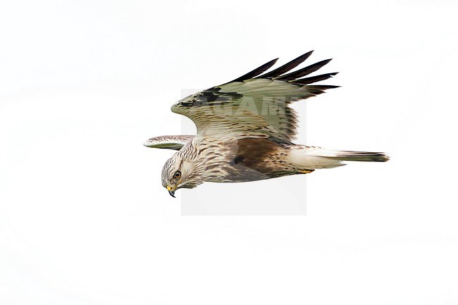 Ruigpootbuizerd vliegend, Rough-legged Buzzard flying, stock-image by Agami/Walter Soestbergen,