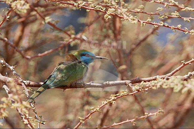 Kleine Groene Bijeneter in zit; Green Bee-eater perched stock-image by Agami/Markus Varesvuo,