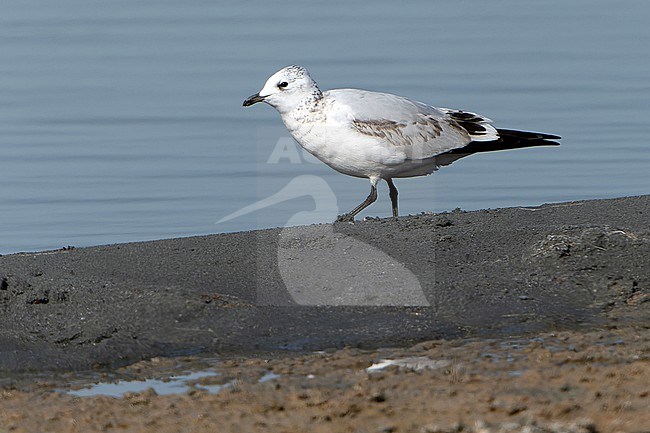 First-winter Relict gull (Ichthyaetus relictus) during autumn migration in Mongolia. Also known as Central Asian gull. stock-image by Agami/Dani Lopez-Velasco,