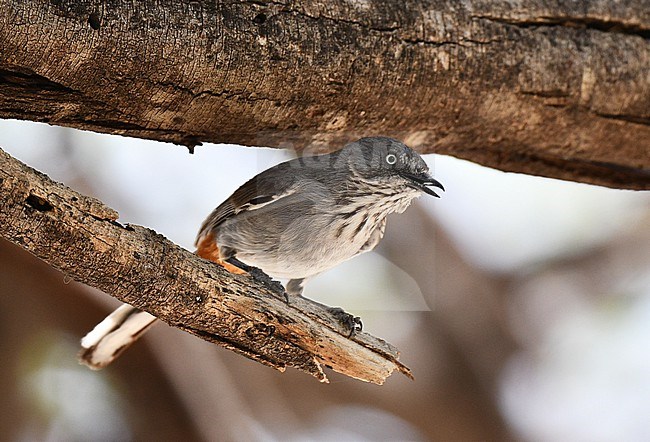 Chestnut-vented Warbler (Curruca subcoerulea) in Namibia. stock-image by Agami/Laurens Steijn,