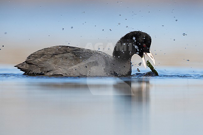 Eurasian Coot (Fulica atra), side view of an adult feeding on aquatic plants, Lazio, Italy stock-image by Agami/Saverio Gatto,