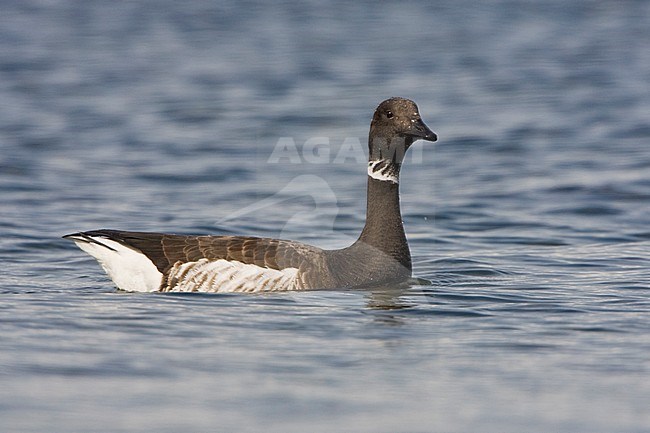 Zwarte Rotgans, Black Brant, Branta nigricans stock-image by Agami/Glenn Bartley,