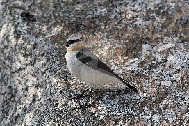 Northern Wheatear, Oenanthe oenanthe, breeding male in southern Norway stock-image by Agami/Helge Sorensen,