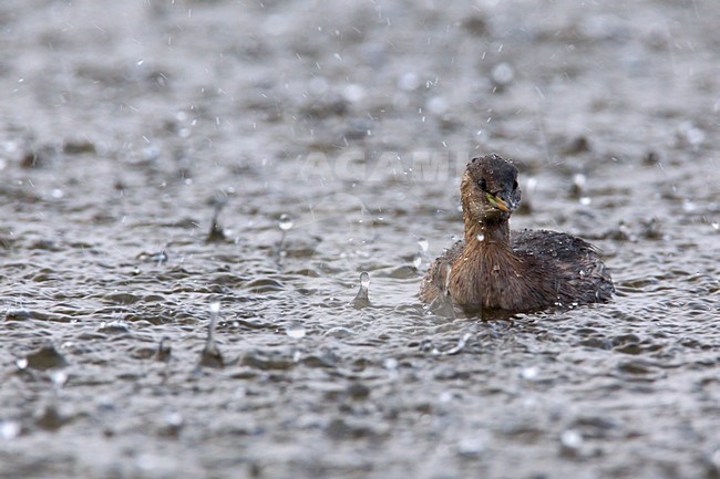 Dodaars zwemmend in de regen; Little Grebe swimming in the rain stock-image by Agami/Daniele Occhiato,