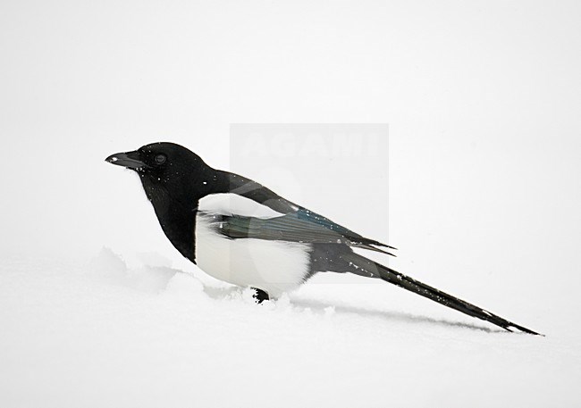 Ekster foeragerend in de sneeuw; Magpie foraging in the snow stock-image by Agami/Markus Varesvuo,