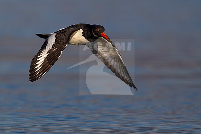 Beccaccia di mare; Oystercatcher; Haematopus ostralegus stock-image by Agami/Daniele Occhiato,