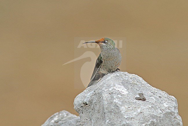 Black-breasted Hillstar (Oreotrochilus melanogaster) perched on a rock in Peru. stock-image by Agami/Pete Morris,