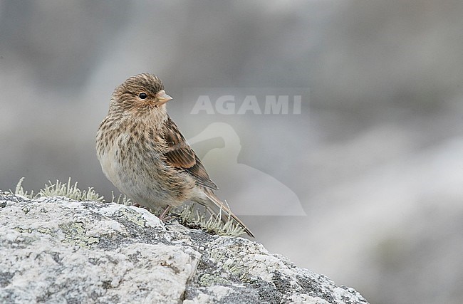 Juvenile British Twite (Carduelis flavirostris pipilans) perched on a rock on the Shetland islands in Scotland. stock-image by Agami/Markus Varesvuo,