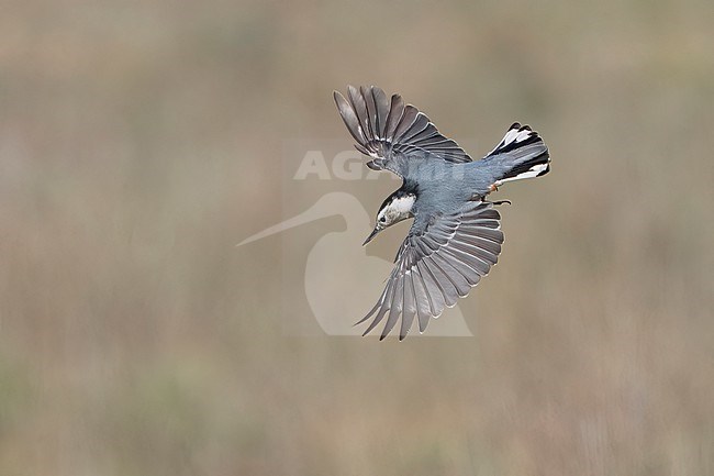 Adult male
Santa Barbara Co., CA
November 2021 stock-image by Agami/Brian E Small,