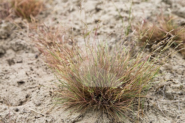 Buntgras in zandverstuiving in berkheide Wassenaar; Grey Hair-grass in sandy part in Berkheide Wassenaar stock-image by Agami/Arnold Meijer,