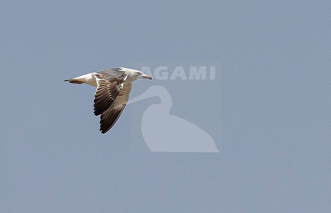 Second summer Heuglin's Gull (Larus heuglini) showing upperwing in Egypt stock-image by Agami/Edwin Winkel,