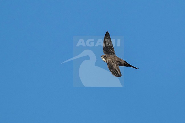 Alpine Swift (Tachymarptis melba) flying agains blue sky in Switzerland. stock-image by Agami/Marcel Burkhardt,