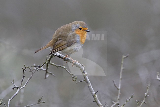 European Robin perched on a branch; Roodborst zittend op een tak stock-image by Agami/Daniele Occhiato,