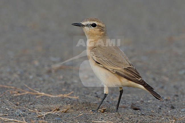 Isabeltapuit op de grond; Isabelline Wheatear on the ground stock-image by Agami/Daniele Occhiato,