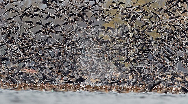 Greater White-fronted Geese (Anser albifrons) during spring in Latvia. Large flock taking of from a freshwater staging lake during spring migration, stock-image by Agami/Markus Varesvuo,