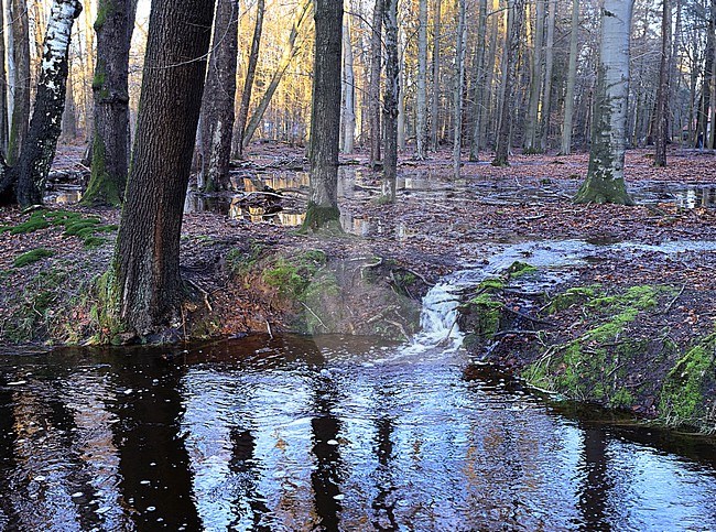 's Winters treedt de Hierdense beek buiten haar oevers. stock-image by Agami/Jacques van der Neut,