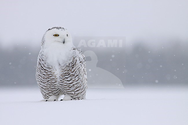 Sneeuwuil in de sneeuw; Snowy Owl in the snow stock-image by Agami/Chris van Rijswijk,