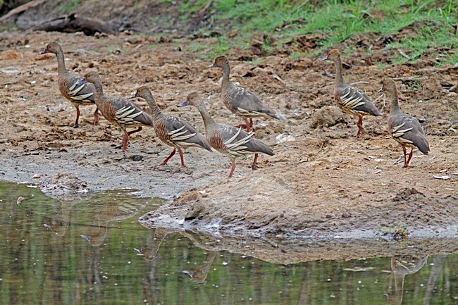 Australische Fluiteenden staand bij water, Plumed Whistling-Ducks perched near water stock-image by Agami/Pete Morris,