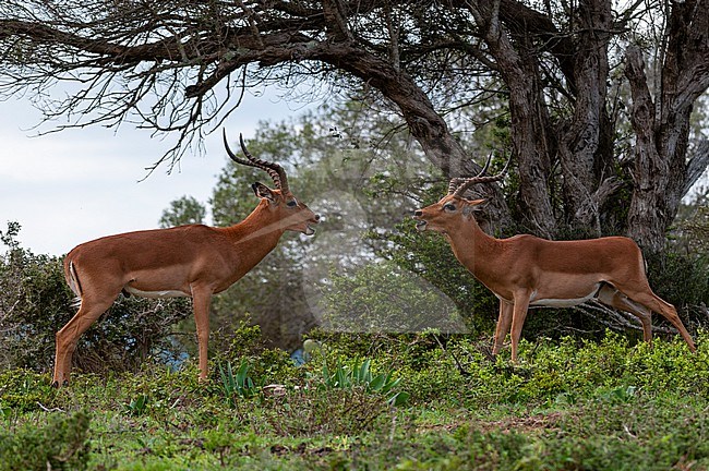 Two impalas, Aepyceros melampus, fighting. Eastern Cape South Africa stock-image by Agami/Sergio Pitamitz,