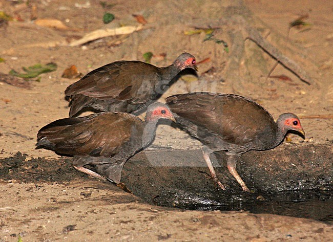 Filippijns Boshoen drinkend, Tabon Scrubfowl drinking stock-image by Agami/Pete Morris,