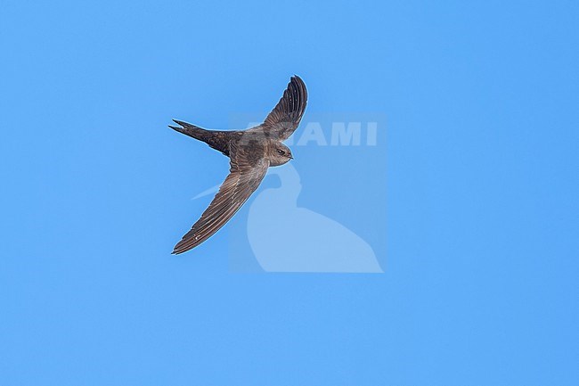 Plain Swift (Apus unicolor) flying over a ridge in mountain, Madeira. stock-image by Agami/Vincent Legrand,