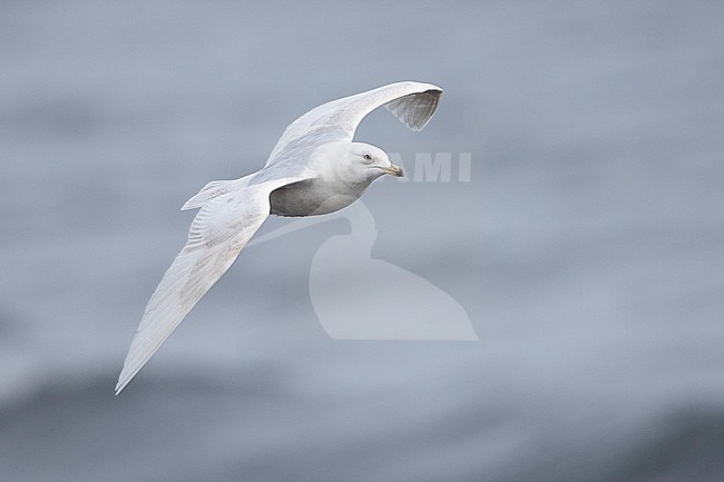 Iceland Gull (Larus glaucoides), side view of an immature individual in flight, Southern Region, Iceland stock-image by Agami/Saverio Gatto,