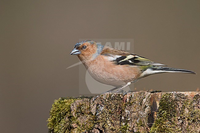 Chaffinch - Buchfink - Fringilla coelebs ssp. coelebs, Germany, adult male stock-image by Agami/Ralph Martin,